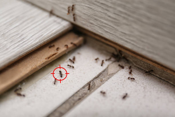 Professional Pest Control in Las Animas, CO