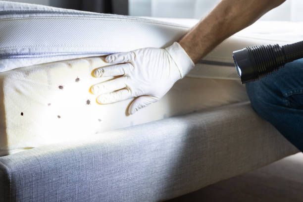 Best Local Pest Control Services  in Las Animas, CO